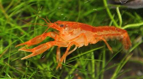 MISIEKZOO - Raki cambelus miniaturka orange