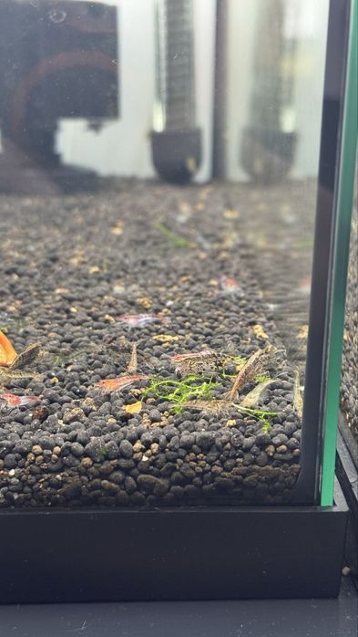 Neocaridinas variadas