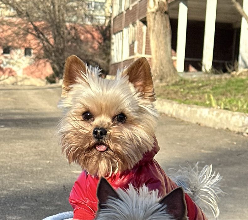 Вязка!Йорк!Ищем девочку!