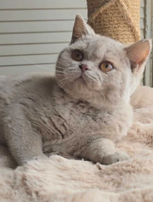 British Shorthair lilás macho com Lop