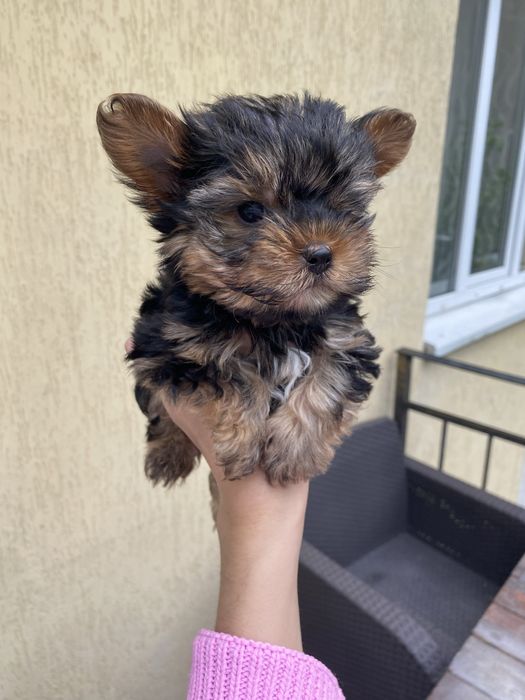 Йоркширський терєр  мініки