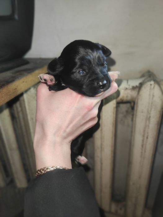 Щенки маленькой собачки