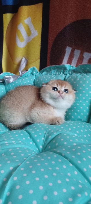 Золотая шиншила  мальчик
