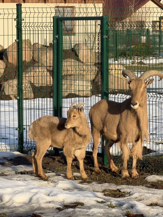 Arui grzywiasta, samiec