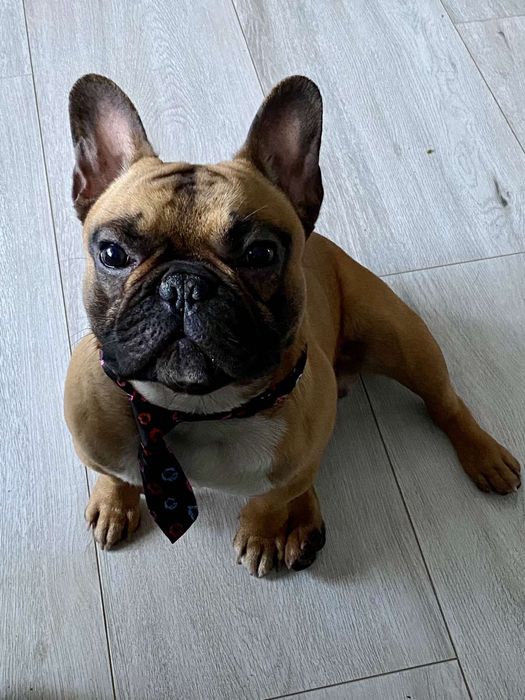 Французький Бульдог хлопчик з родоводом