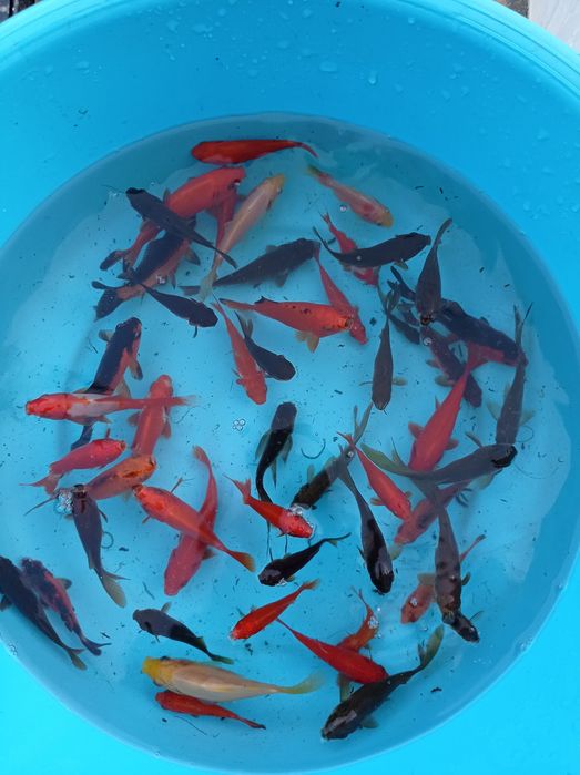 Kinguios cometas sarasas e shubunkins