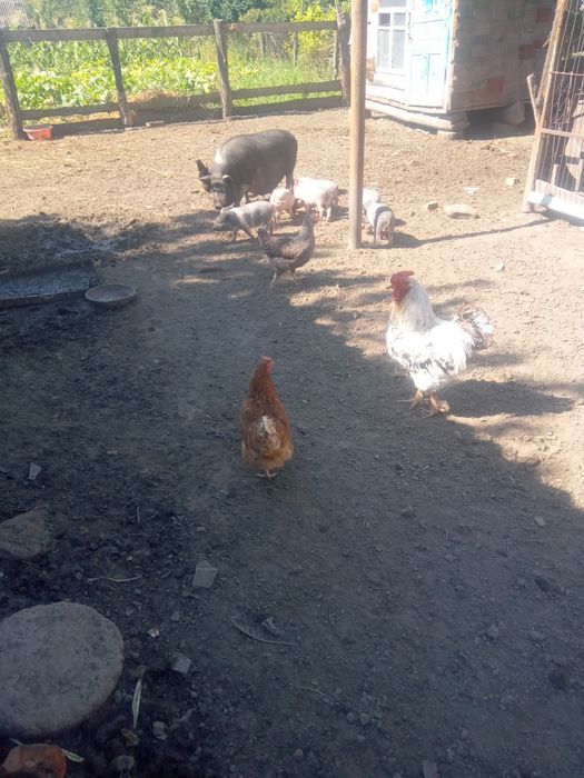 Продам в'єтнамців