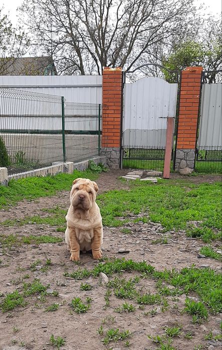 Питомник КСУ предлагает щенков шарпея