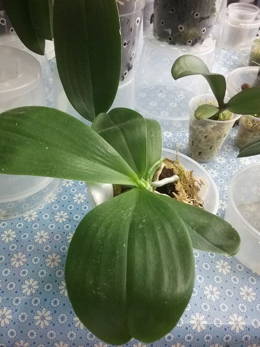 Орхидея Миту Рефлекс Кинг Флава # 1 з цветоносом