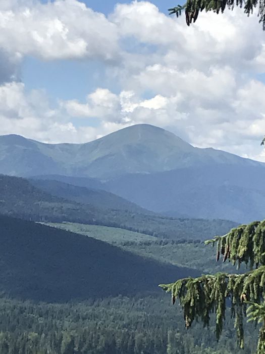 Гриби мариновані і сухі