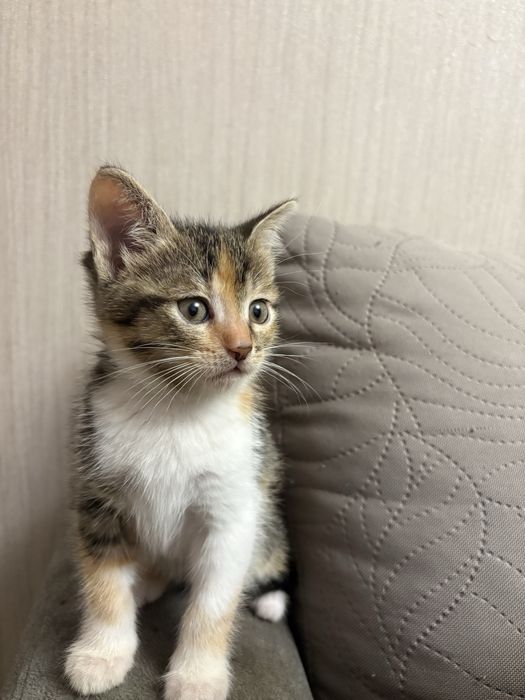Віддам кошенят у добрі руки