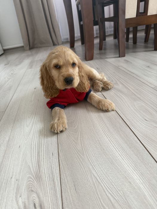 Cocker Spaniel Angielski