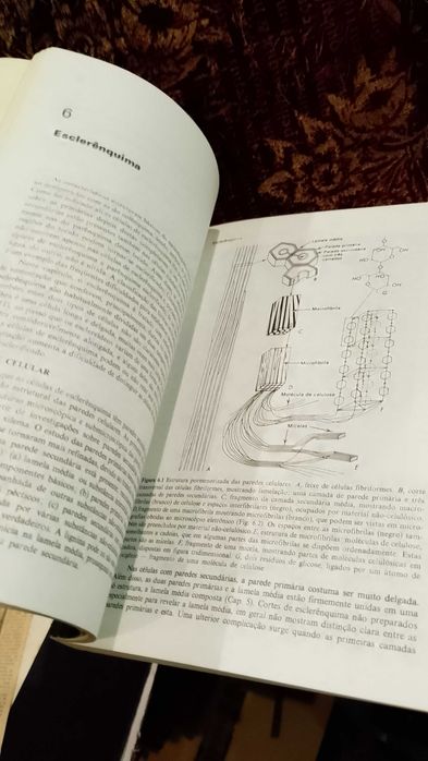 Anatomia das Plantas com Sementes - Katherine Esau