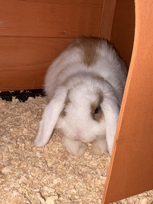 Coelho mini lop