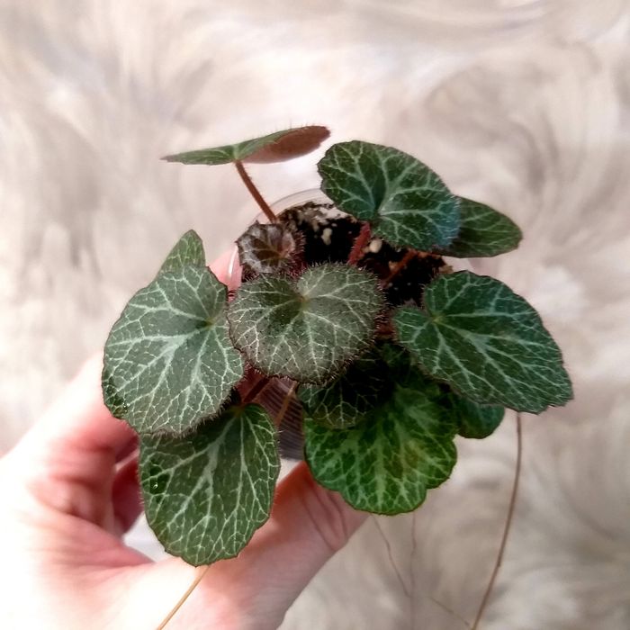 Кімнатні квіти ,недорого.