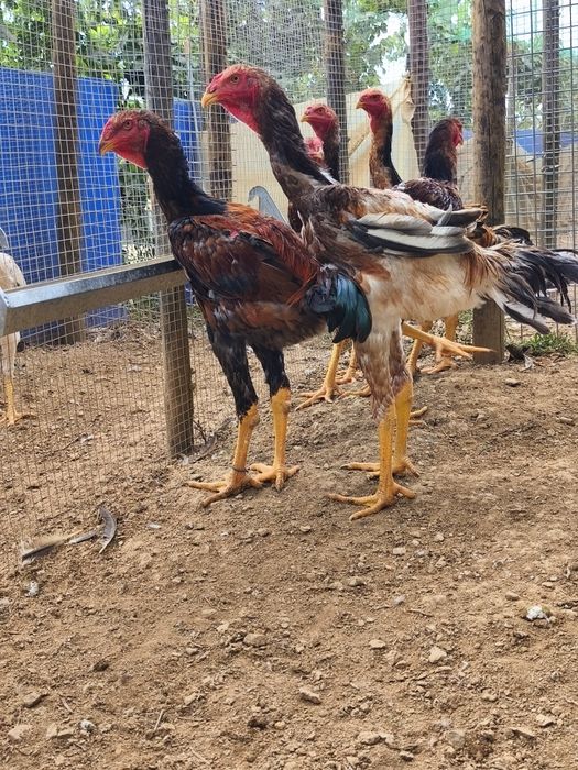 Frangos  Índio Gigante