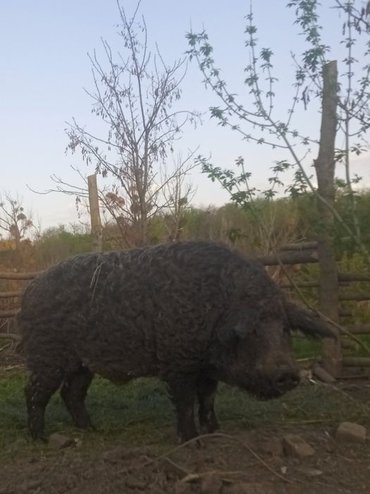 Продам, кнура венгерська пухова мангалиця