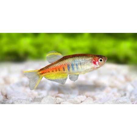 Danio Choprae - Danio Myanmarski