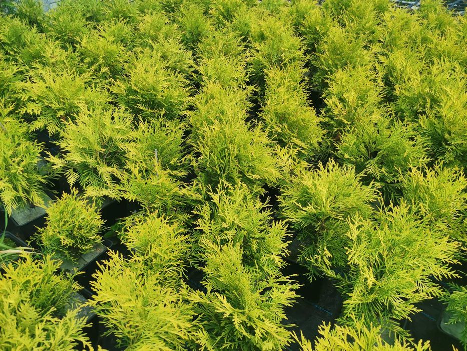 Złota Kulka Tuja Thuja Golden Globe 50-70cm