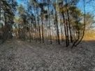 Las na sprzedaż 1.8ha