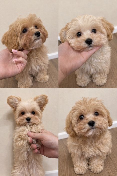 Премиум щенки мини мальтипу (второй помет)