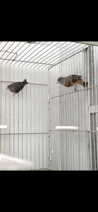 Cardinalitos da Venezuela