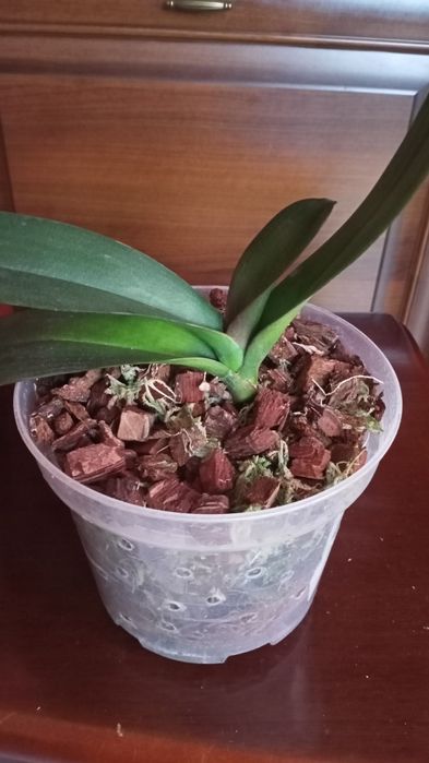 Орхідея фаленопсис