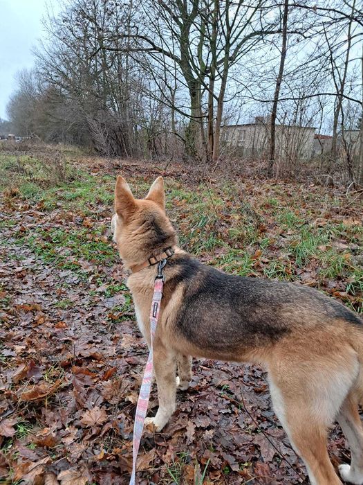 Ogi, łobuz do adopcji