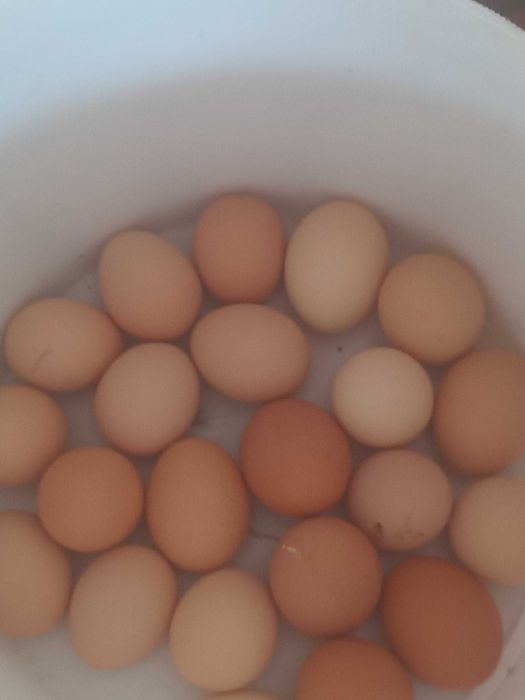 Ovos galinha 4€ a dz
