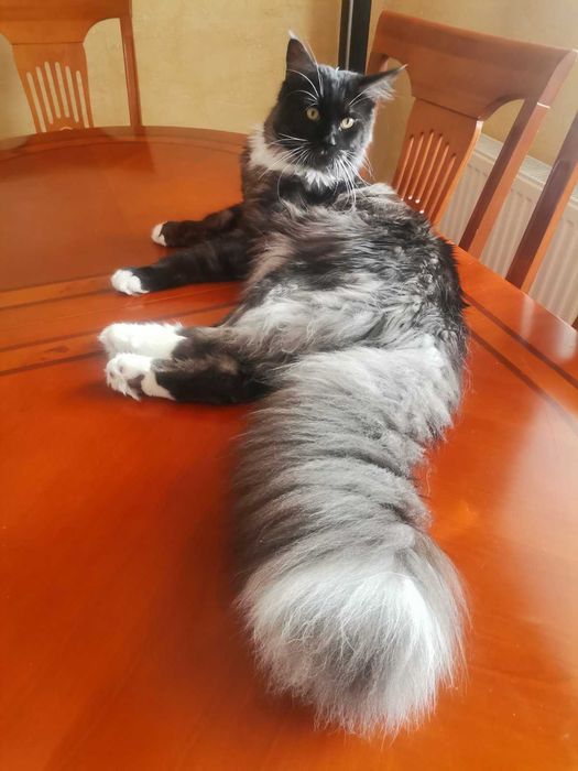 Кіт, Кот Мейн кун в'язка