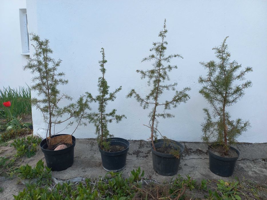 Jałowiec pospolity w doniczce - dobrze znosi susze: 80 cm wysokości