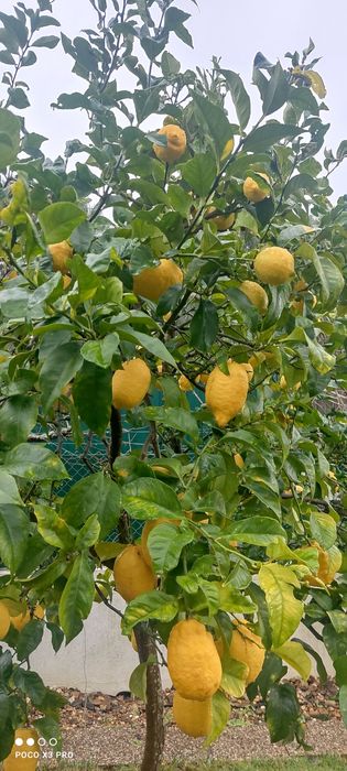 Limão biológico sem tratamento químicos