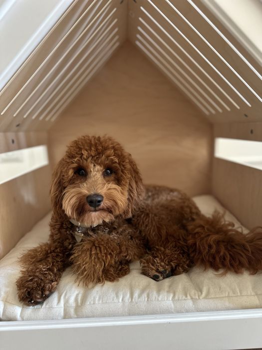 Domek Kennel dla Psa