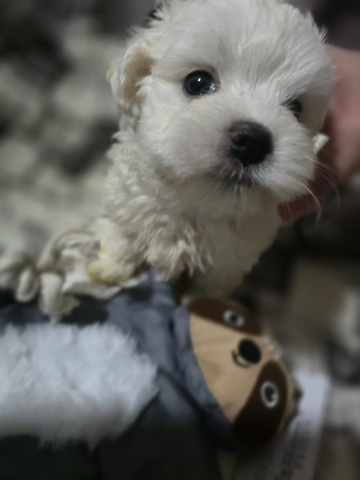 Piękna suczka Maltańczyk