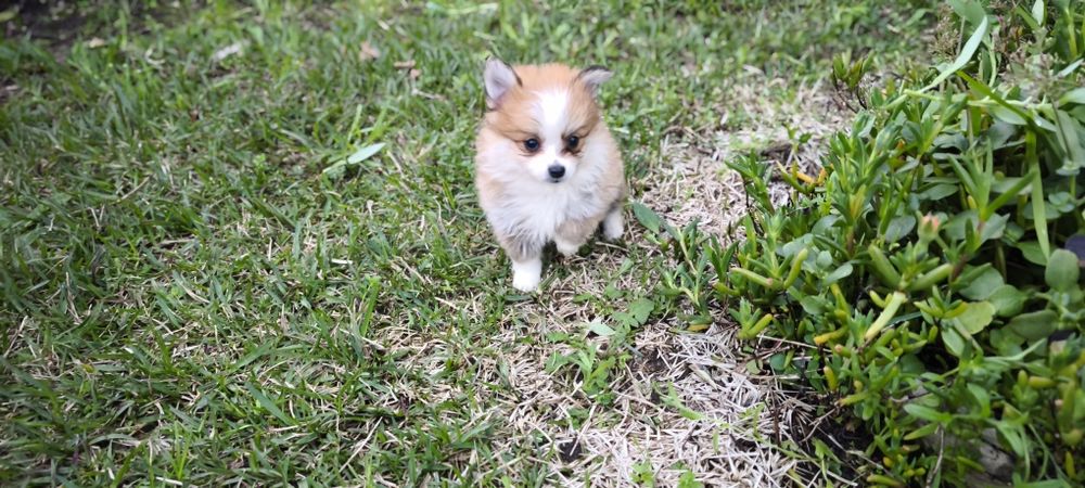 Spitz alemão anão Lulu da Pomerânia  criado em ambiente familiar dispo