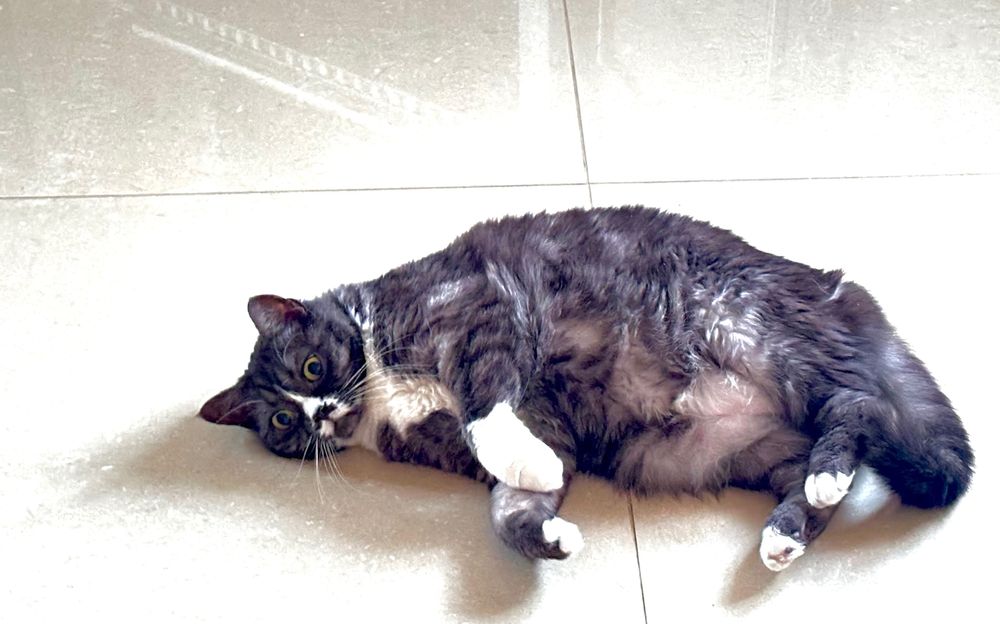 Жаклін. Стерилізована, вакцинована, має ветпаспорт