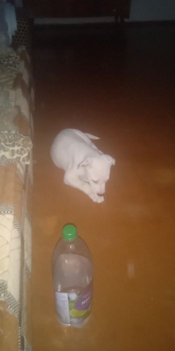 Пропала собака Бим стаф