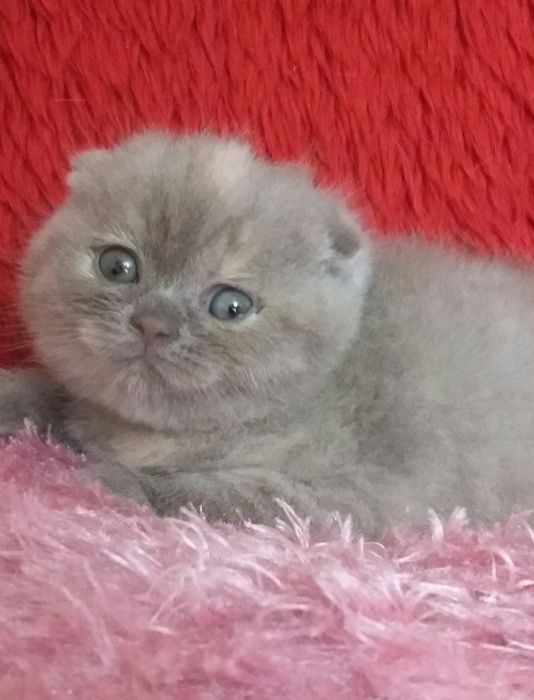 Шотландский котик скоттиш страйт для вязки