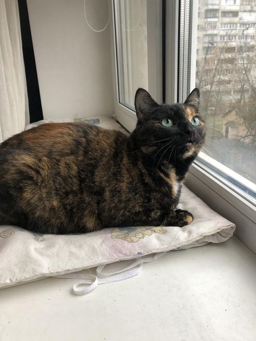 Симпатична стерилізована киця шукає дім! Їй 2,5 роки