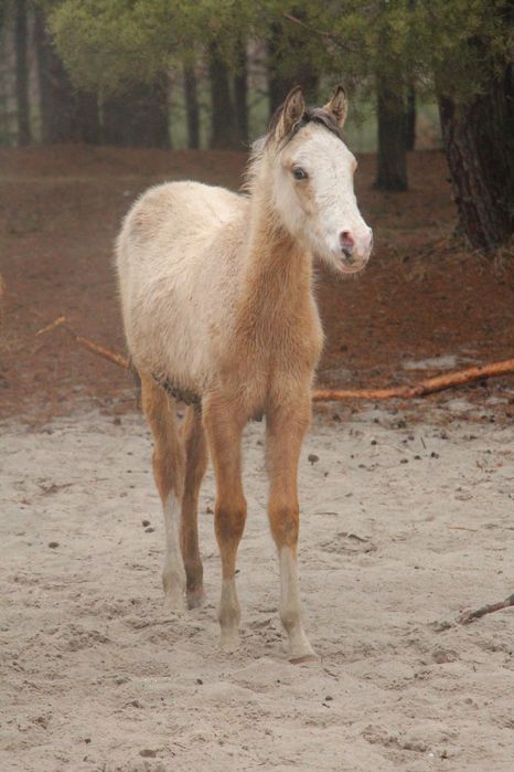 Ogierek arab/akhal teke