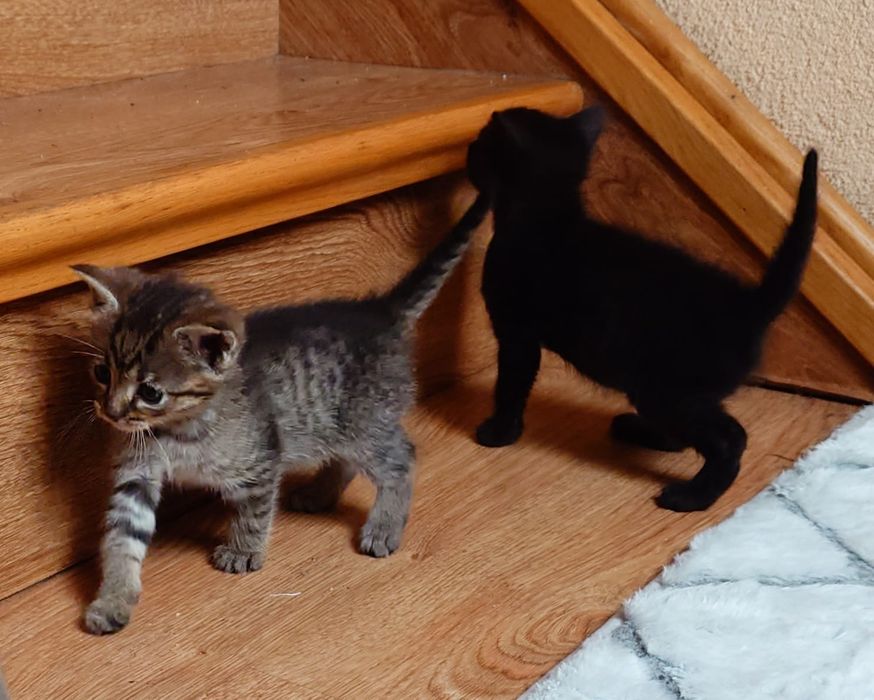 Czarny mały kocurek do adopcji