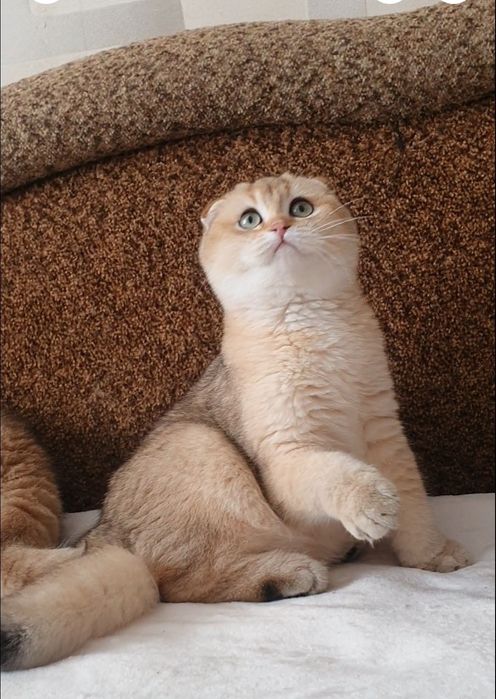 Золотой шотландський вислоухий шиншилла фолд