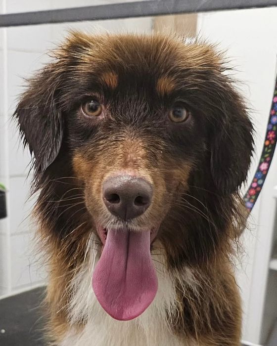 Owczarek miniaturowy amerykański SUCZKA