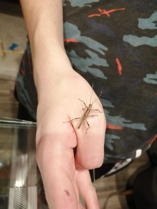 Straszyk nowogwinejski, owad, straszyki, patyczaki, patyczak, straszyk