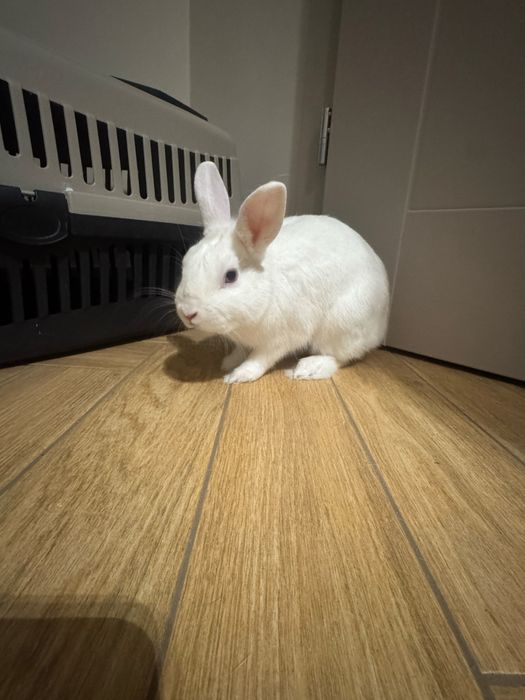 Krolik +skladana klatka