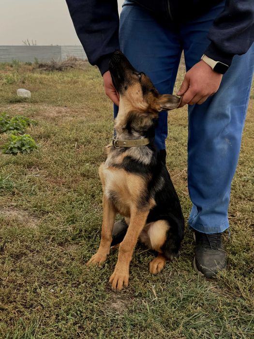 Німецькі вівчарки 4 місяці (6 шт) + 9 новонароджених