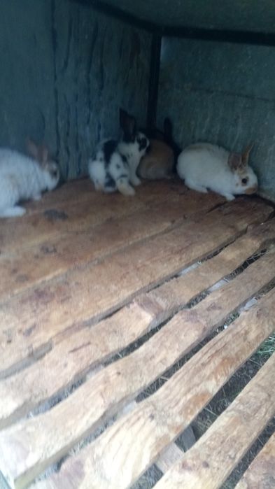 Продаю молодняк кроленят