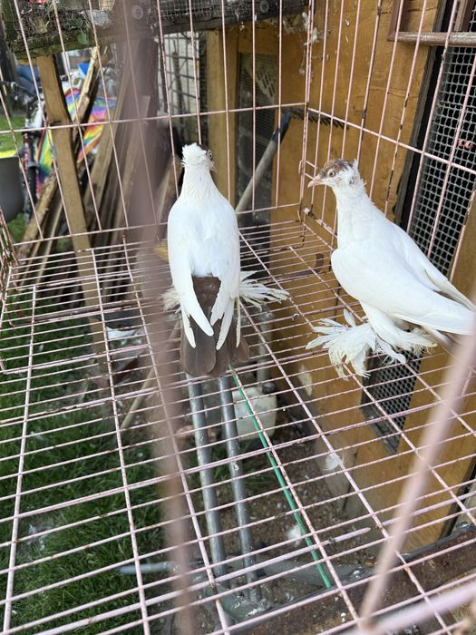 Sprzedam krymki Polskie czerwone