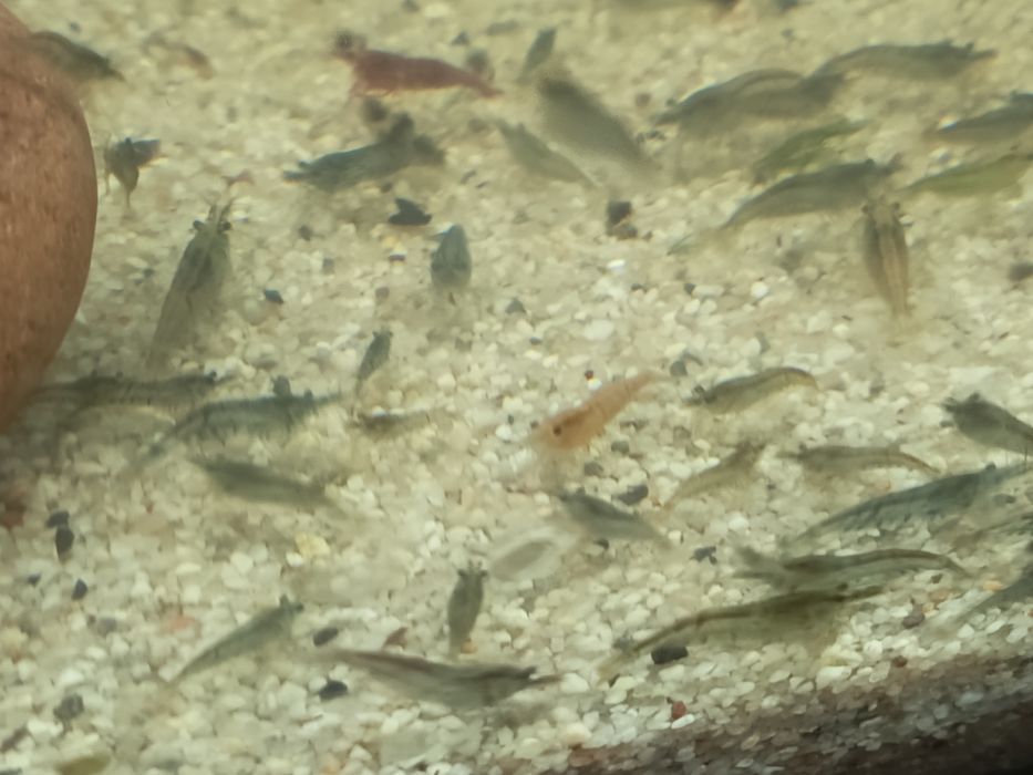 Sprzedam krewetki mix