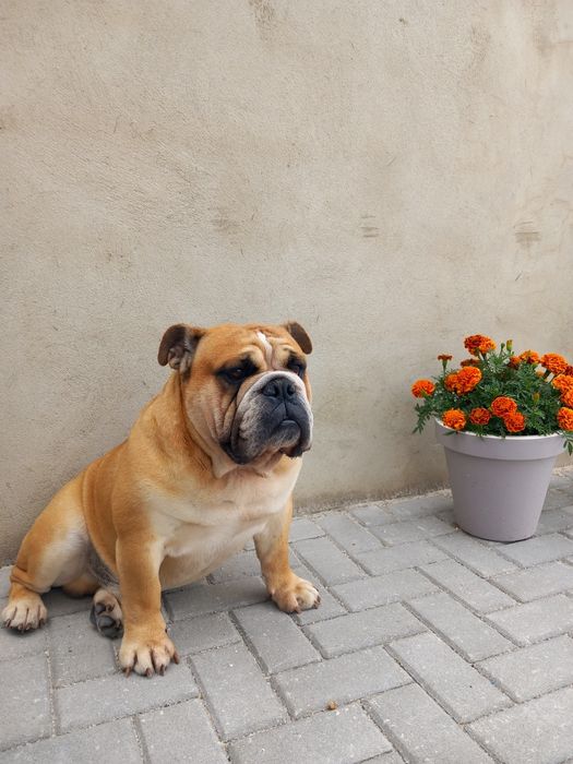 Bulldog inglês para montas